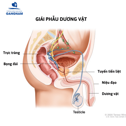 "Của quý" nam giới và cơ chế cương dương