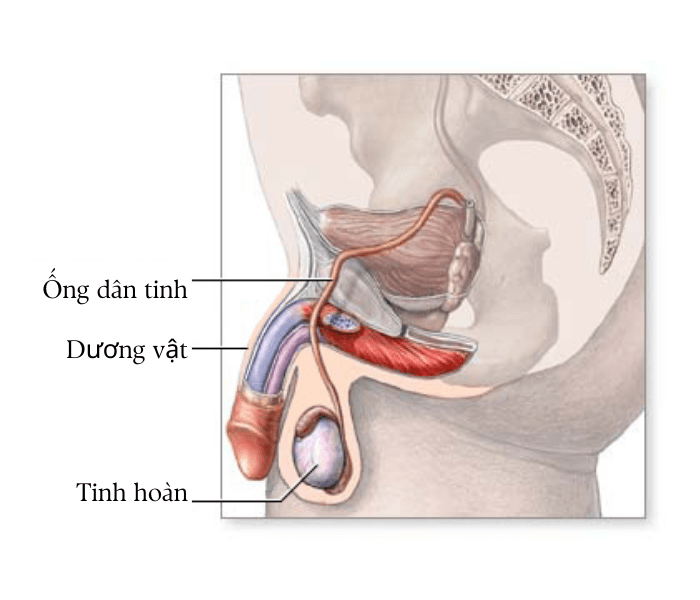 Bộ phận sinh dục nam bình thường