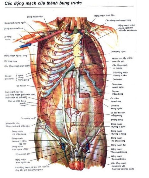 đánh giá kết quả tạo hình thành bụng